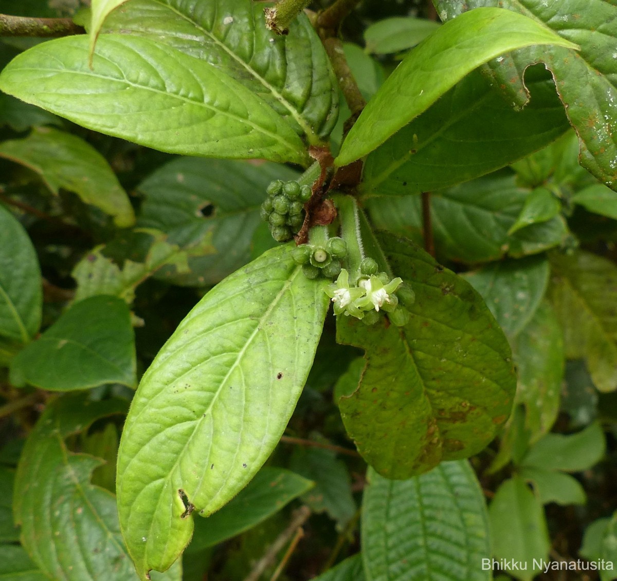 Psychotria dubia var. dubia (Wight) Alston